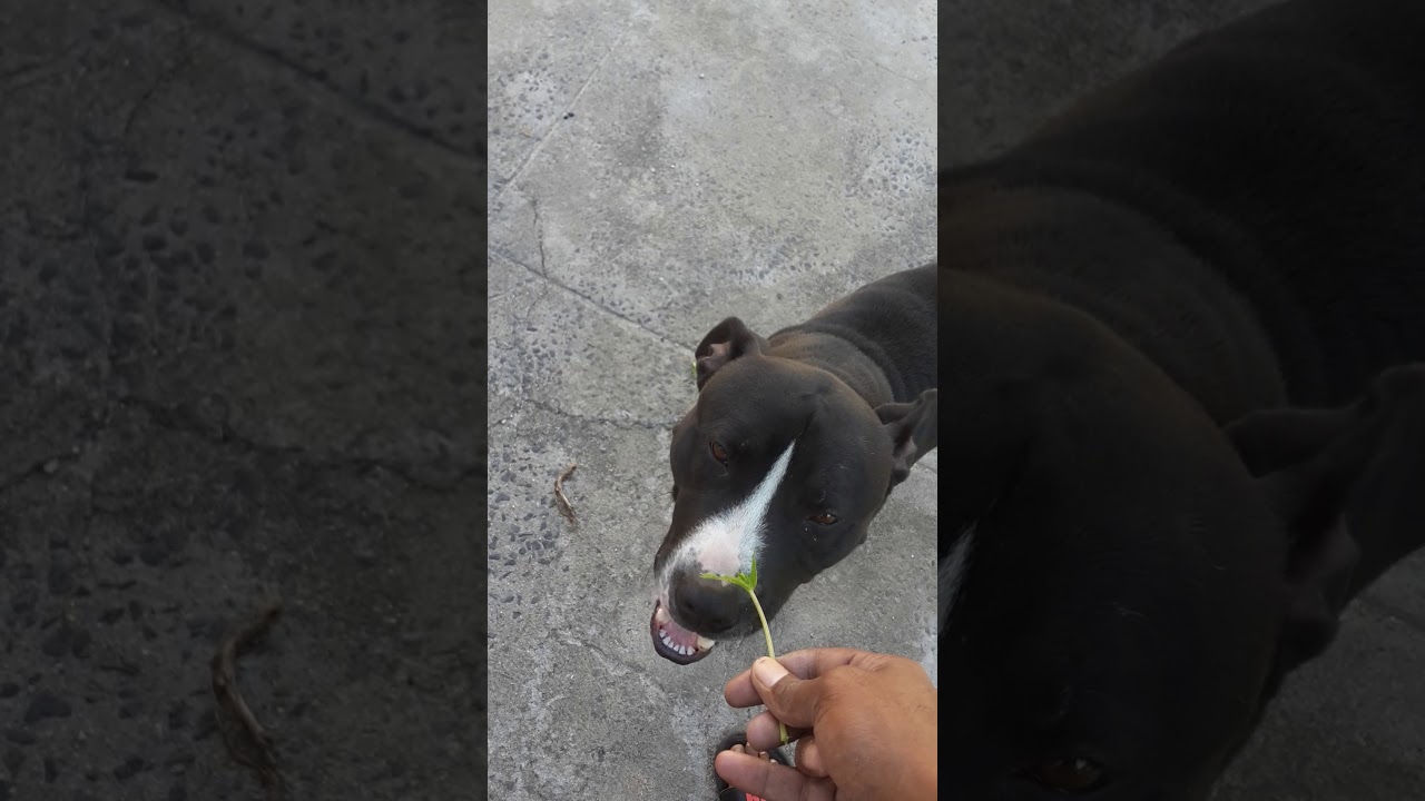 Marijuana eating pitbull