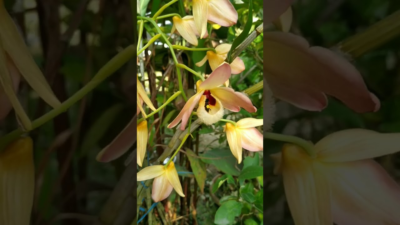 Orchid Flower - Dendrobium Moschatum ... Blooming 