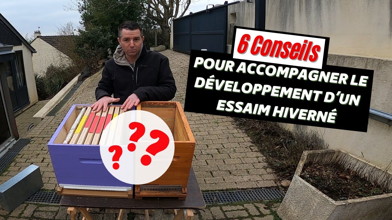 6 Conseils pour bien accompagner le développement de votre essaim hiverné au printemps