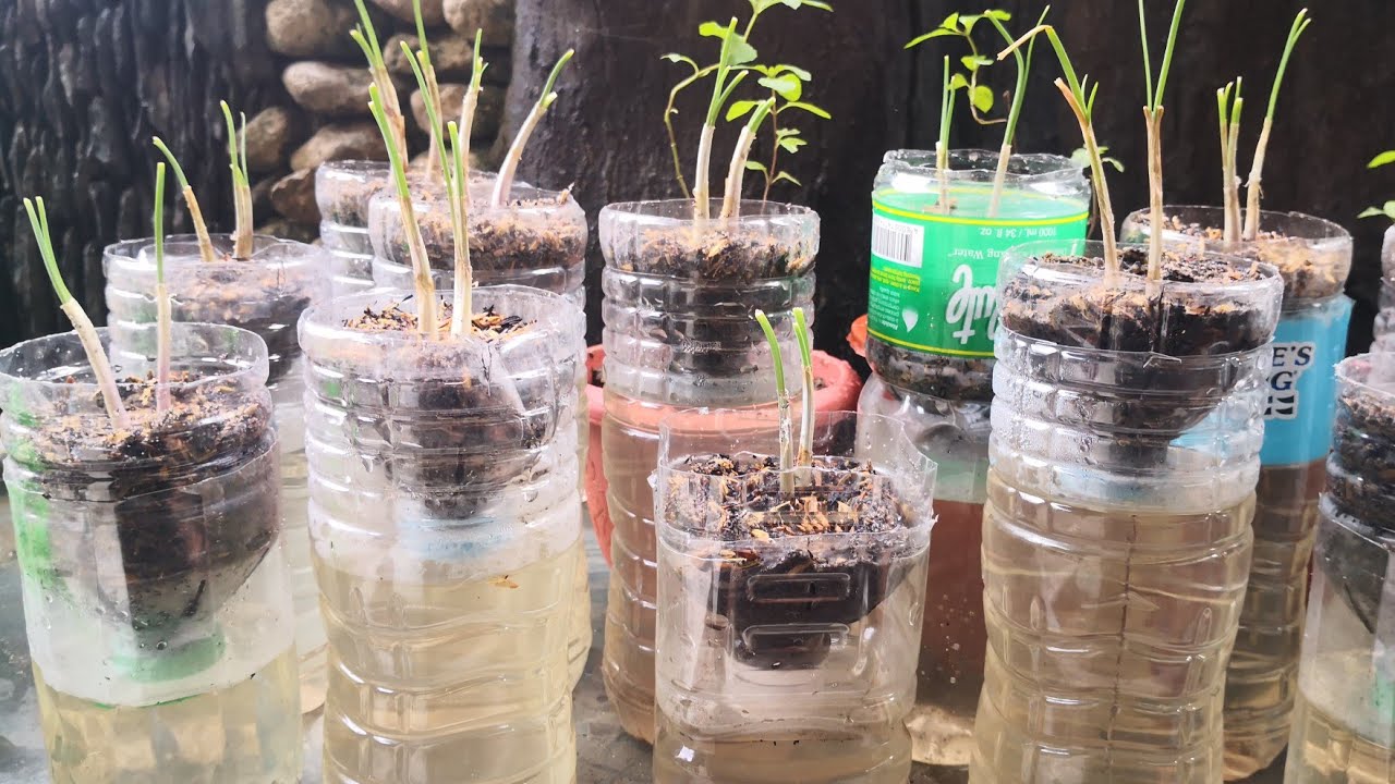 Self watering plant bottles YouTube