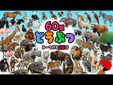 [Animal Names] Educational Cartoon! 60 Types! 24 Minutes (Elephant, Giraffe, Lion, Tiger, Panda, ...