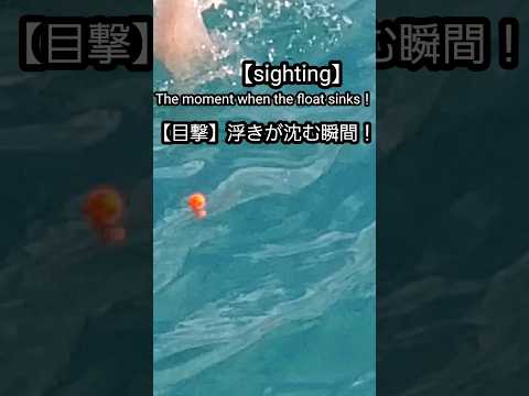 【チヌの釣り方】玉ウキが沈むアタリの瞬間…瞬く間に消し込まれる玉ウキ！#shorts