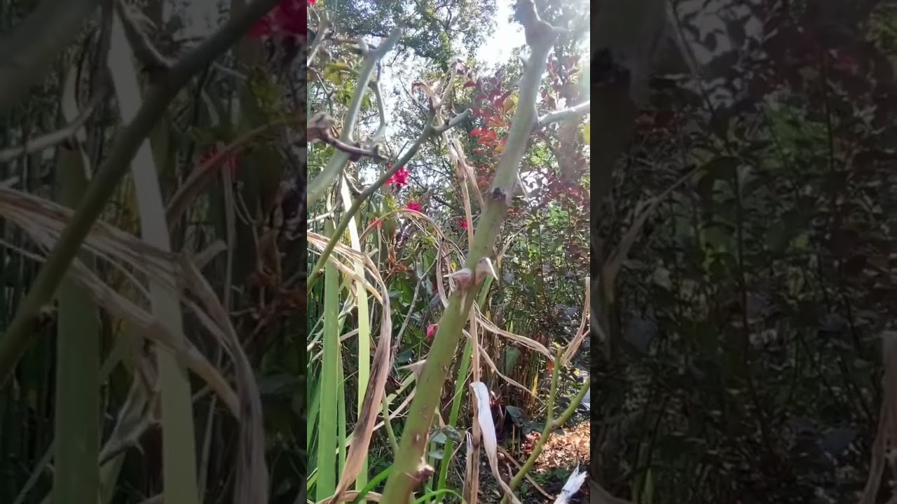 Garden injury rose thorn 