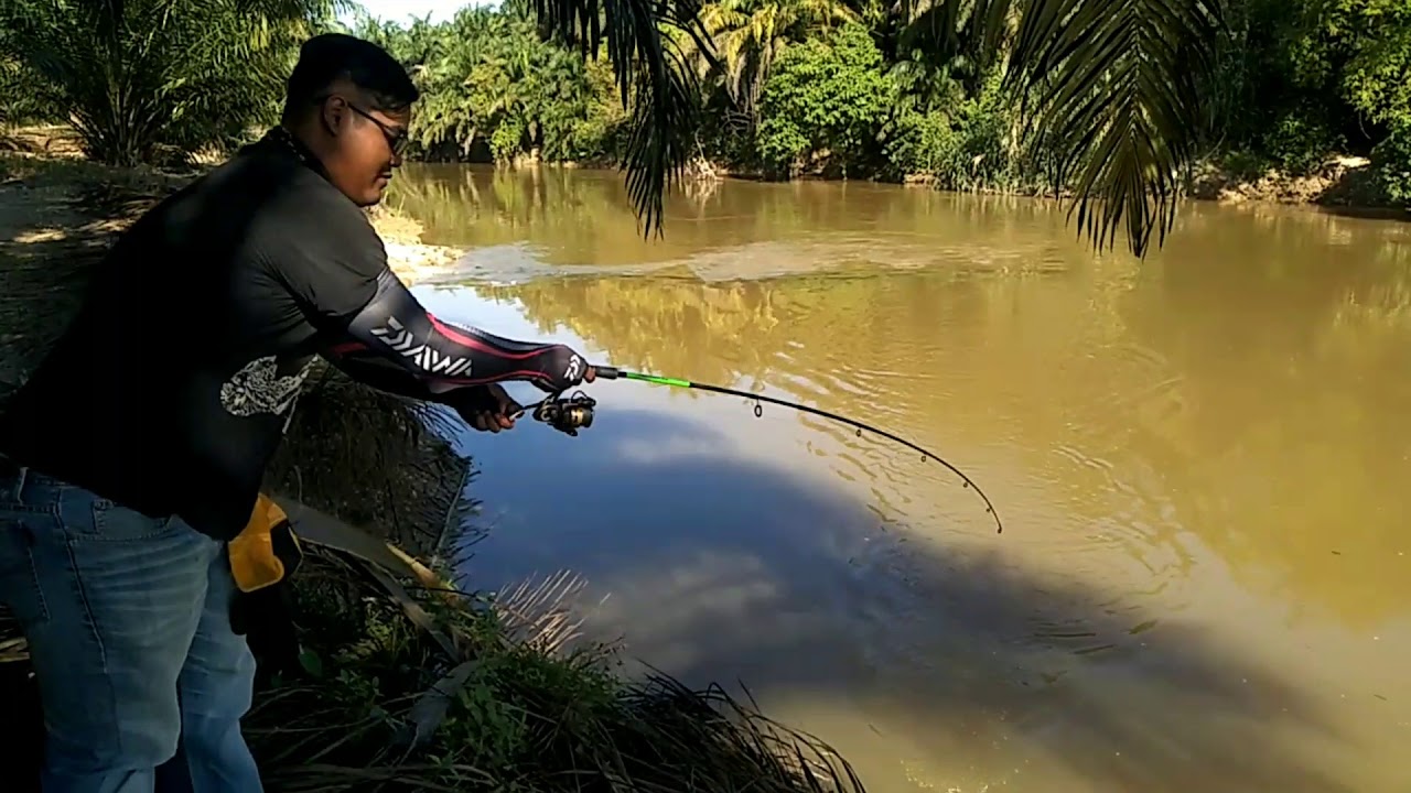 BAUNG EKOR MERAH | UMPAN KUCUR | #AyieZuzu 