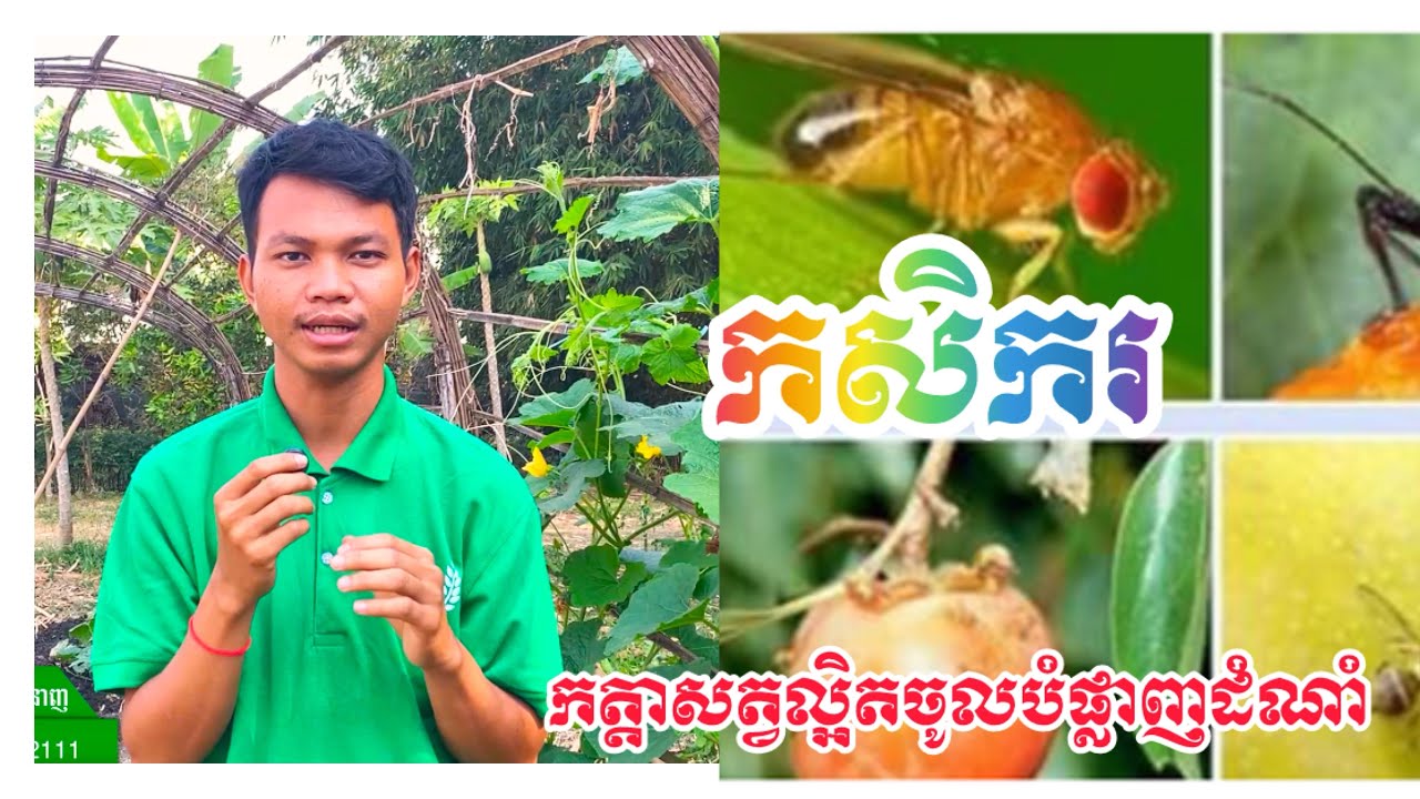 របៀបកម្ចាត់សត្វល្អិតដោយប្រើវិធីសាស្រ្តតាមបែបធម្មជាតិ ប្រើស៊ុបភើរ វីនឹហ្គា ជាប្រភេទថ្នាំធម្មជាតិ100%