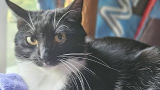 Bingo's Foundation is on a mission to rescue cats in Bucks County, beyond