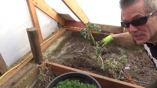Victor Gopher EZ Traps - How to Set and Place - Geothermal Greenhouse Update Feb 2019