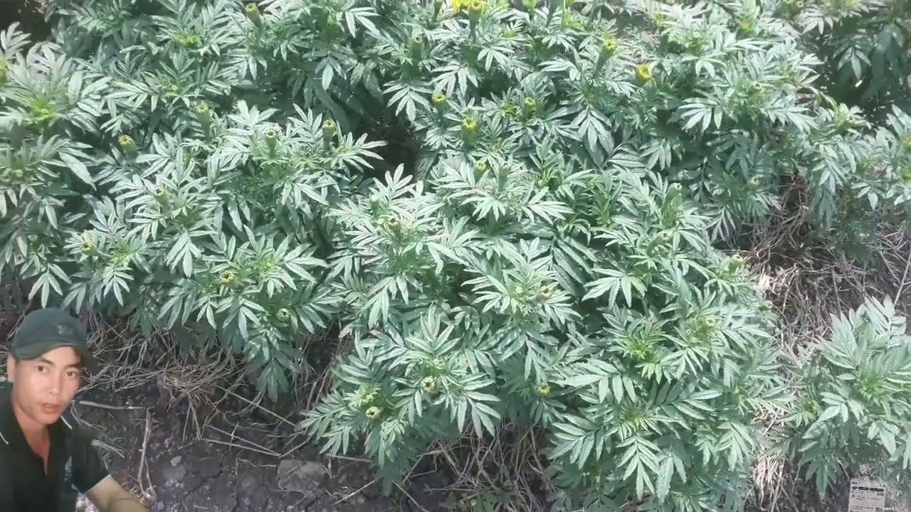 cách tưới phân cho bông vạn thọ nở to đẹp liều lượng chi tiết 🌲