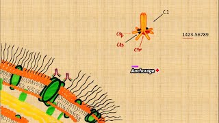Complement Activation (Classical Pathway) Part 1