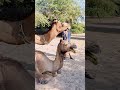 تزاوج الجمل بقوة مع أنثى الجمل الجمال جمل الصحراء الجمال الجمال العربي