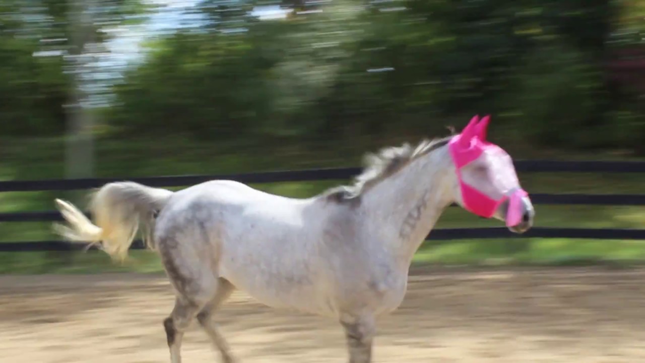 Reflective Trim Horse Fly Mask w Ears & Fringes 1 Yr Warranty PK