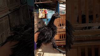 Cemani unik bulunya berdiri semua! #cemani #unik #ayam #berdiri #genetikk