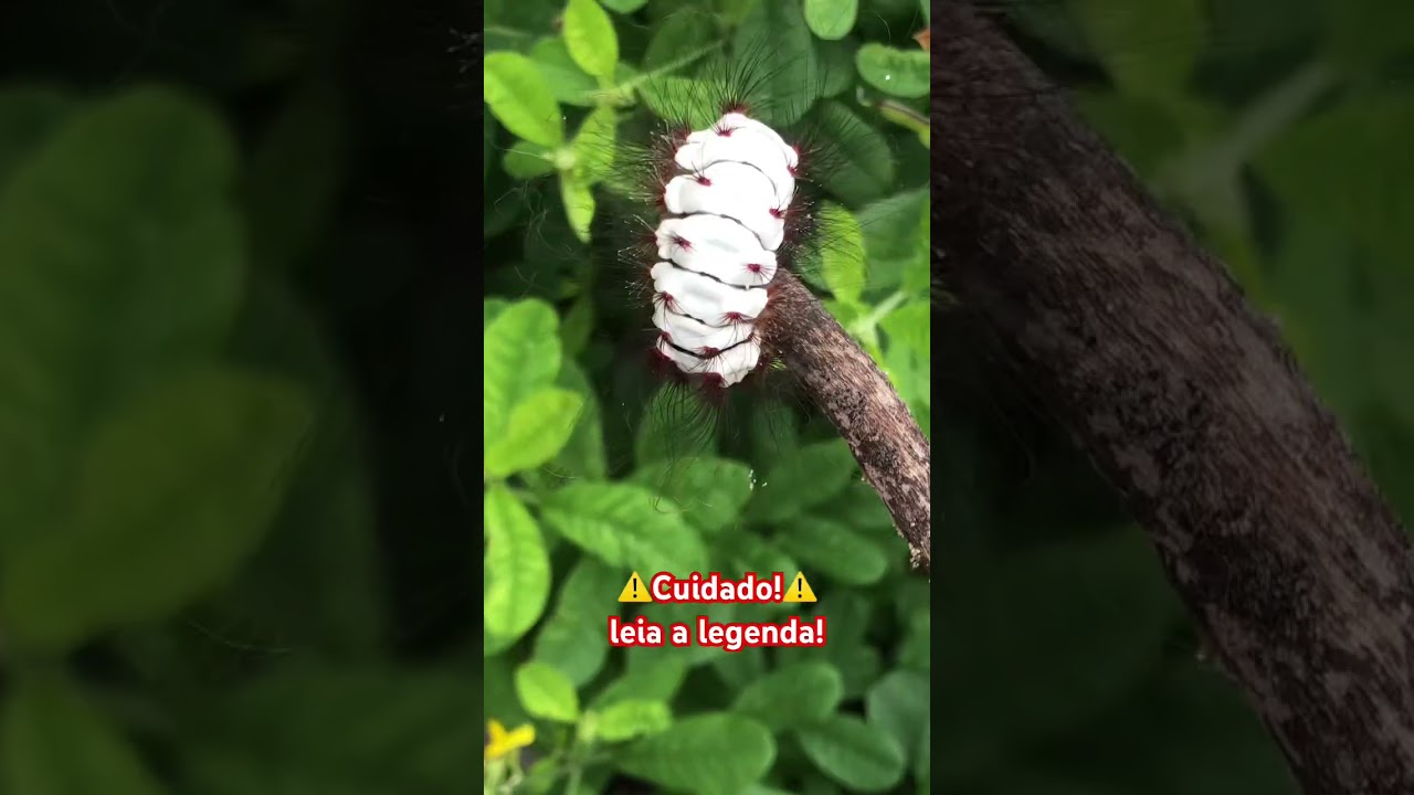 Megalopyge lanata,uma lagarta linda,mas perigosa. Mais informações insta RN_Selvagem 