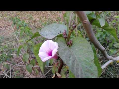 Ipomoea Flower
