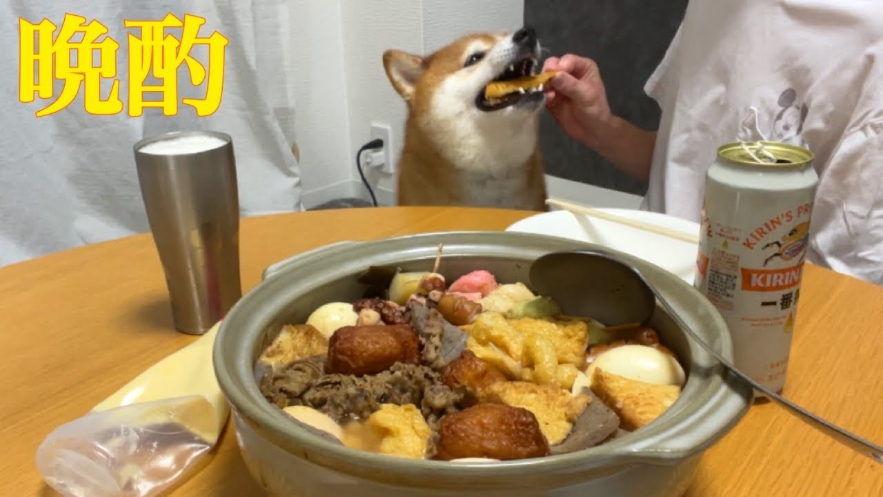 柴犬とおでんを肴に晩酌