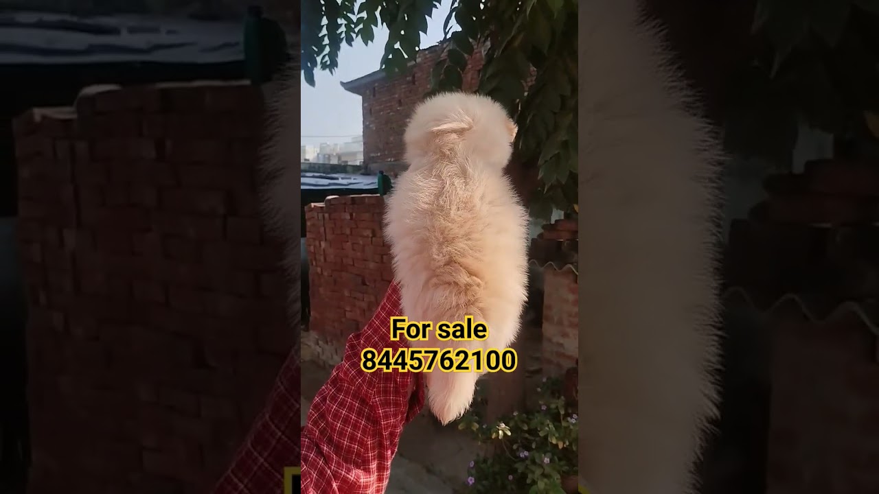 Toy Culture Pom 🐶