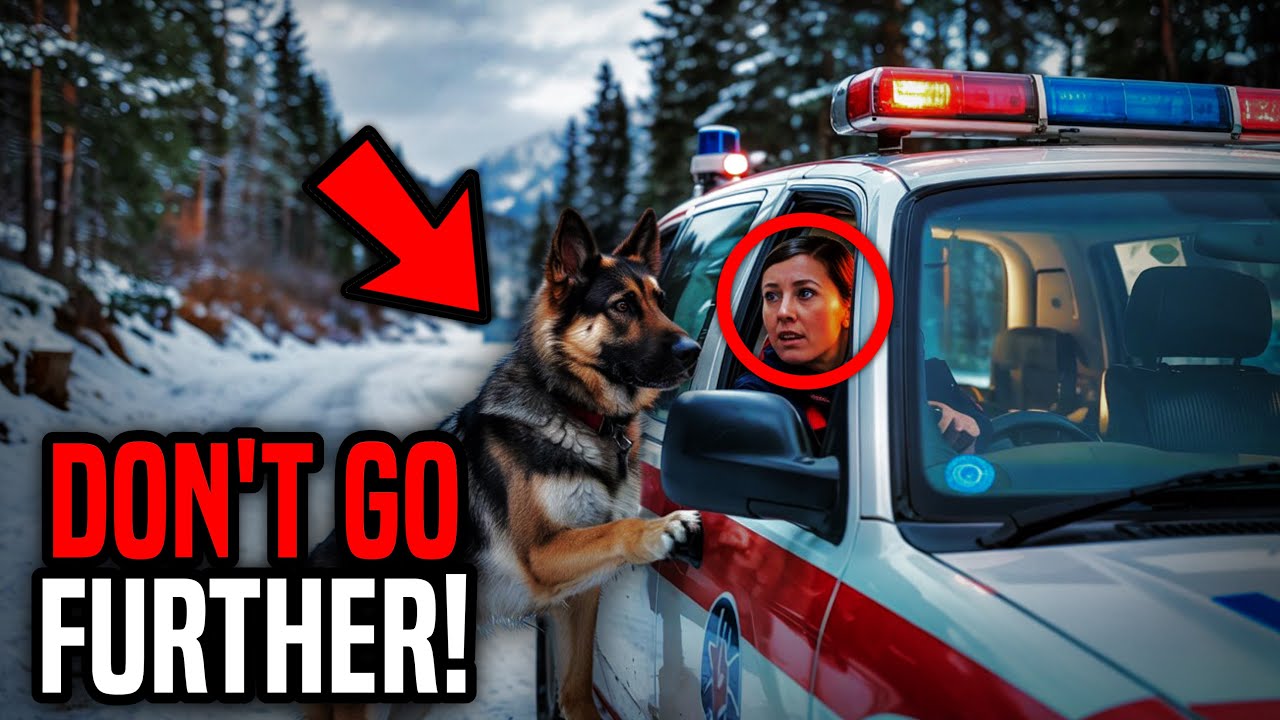 German Shepherd Blocked an Ambulance on an Icy Road—What Happened Next Left the Paramedics in Shock