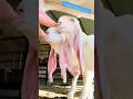 Gulabi Goat Kids Goatfarming Shorts Youtubeshorts Gulabi Goat Kids Goatfarming Shorts Youtubeshorts