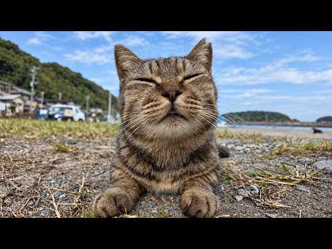 【今週の感動猫動画 2026 10 3w】今週撮った未公開猫動画まとめて公開 unreleased video of this week