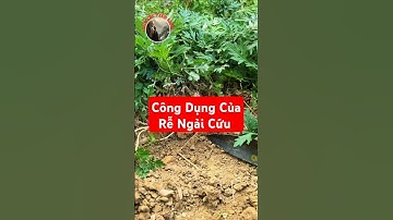 Bạn biết công dụng tuyệt vời của Rễ Ngải Cứu chưa?