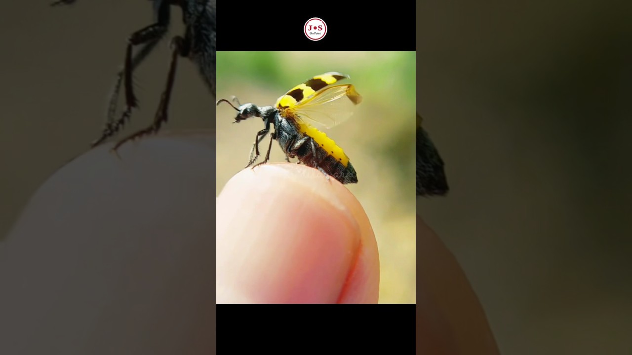 Hycleus Beetle with Black and Orange Stripes Caught Closeup on Fingertip!