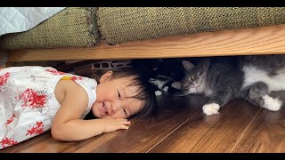 ソファ下で仲良くしていた猫　ノルウェージャンフォレストキャット　The cat was under the sofa. Norwegian Forest Cat.