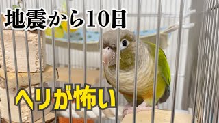 【地震から10日】ヘリの音が怖いインコ