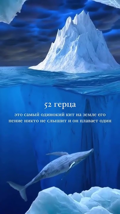 Кит 52 герца - YouTube
