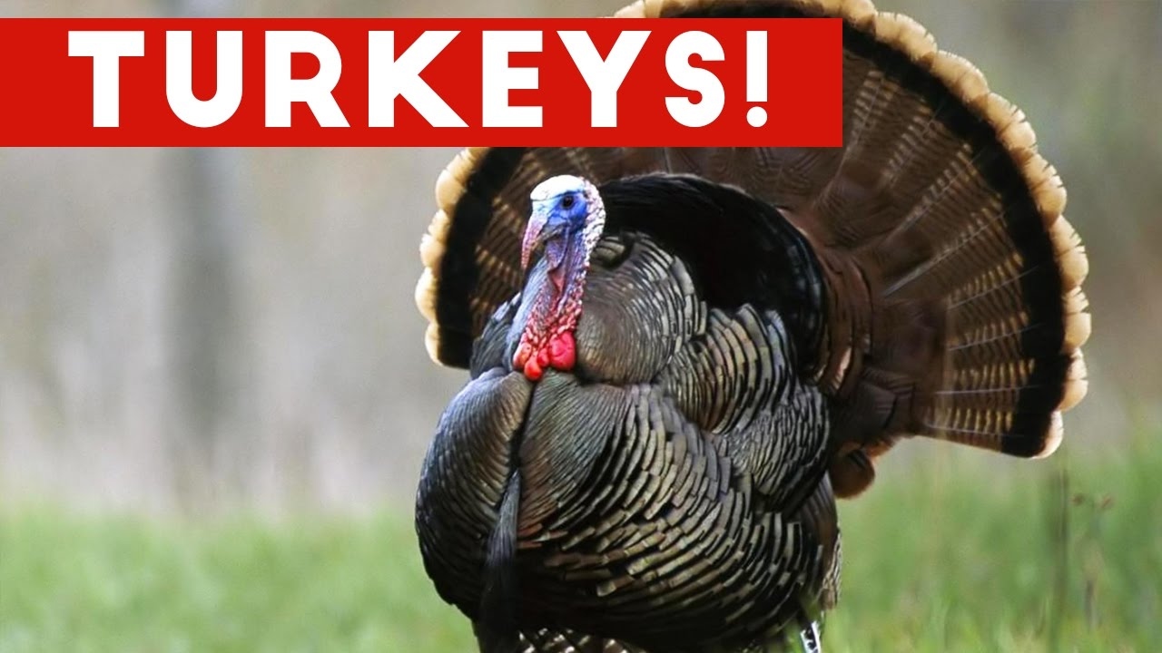 Funniest Gobbling Turkey Video Compilation November 2016 | Funny Pet Videos