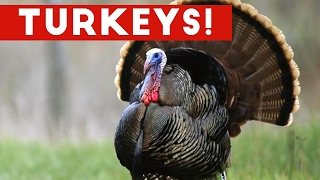 Funniest Gobbling Turkey Video Compilation November 2016 Funny Pet Videos