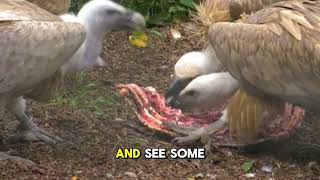 Vulture Daily Life Explained Simply