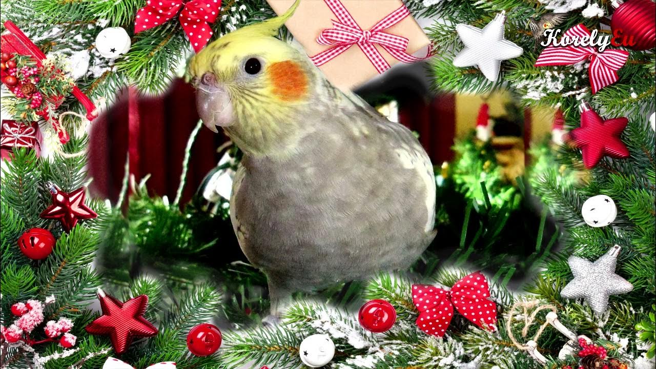 8 hours Jingle Bells with Whistling │Parrot Whistle Training │KorelyEu