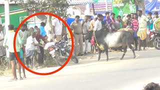 தாத்தா போச்சு ஐயோ 😍||போலீஸ்ணா தில்லு 👆||jallikkattu ||jallikkattu video