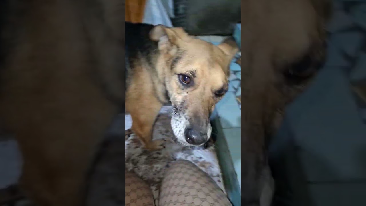 Шанелька, мы по тебе соскучились