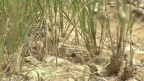 Thương Dân Người Miền Tây Phi Nhung Ft Hồ Văn Cường Official