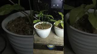 Tanaman Hias kebun Deira Bogor Murah Meriah Belanja Nyaman