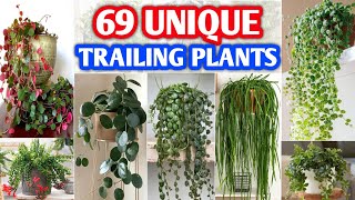 69 Unique Indoor Trailing Plants | Rare and Unique and Trailing Plants | Plant and Planting