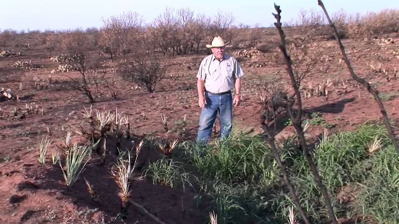 Quail Posts - Wildfires & Quail - Texas Wildlife Association 