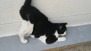 背中を撫でるとお尻を高々と上げて喜びを表現する野良猫