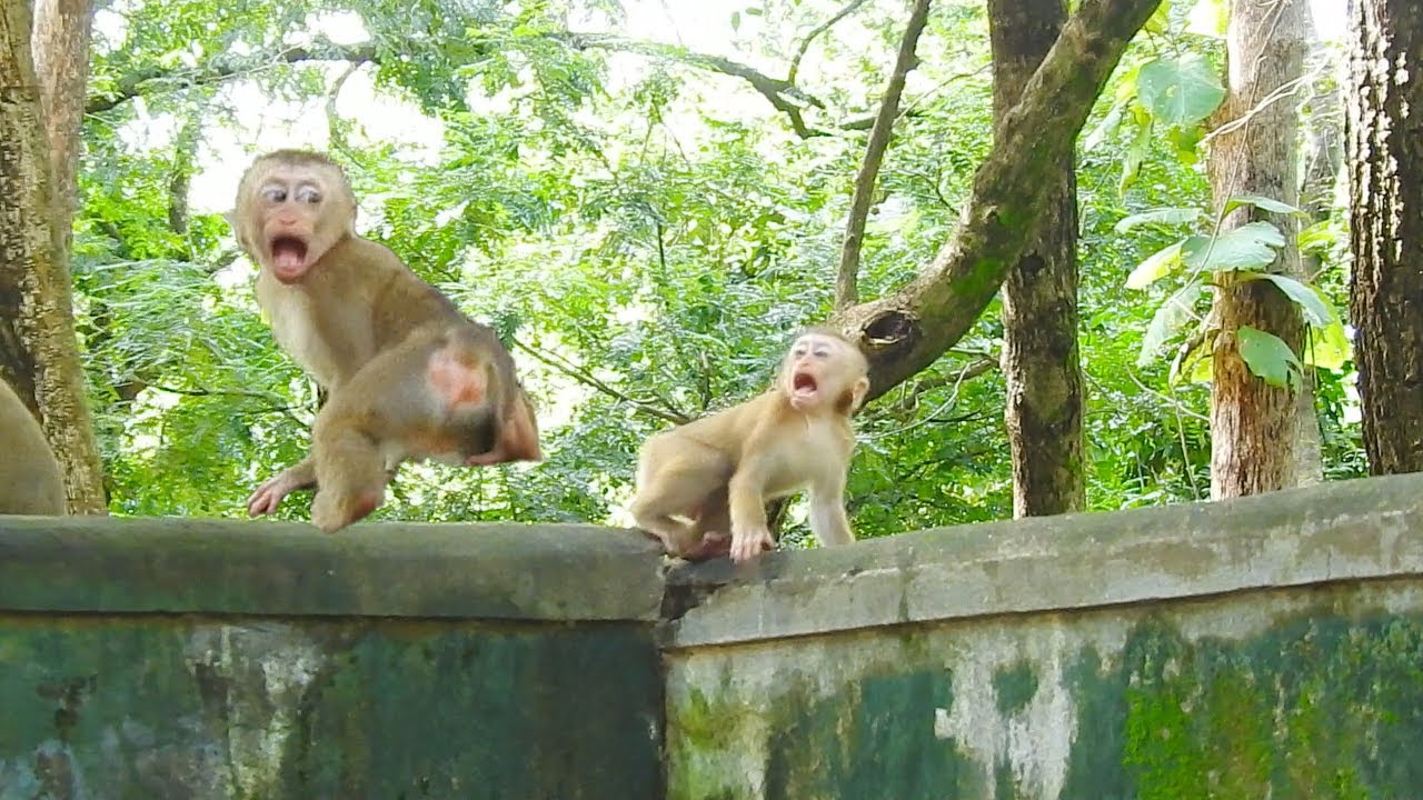 Pity baby monkey Saro cries frantically find Sarika mommy