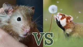 Comparing pet hamsters to wild hamsters!