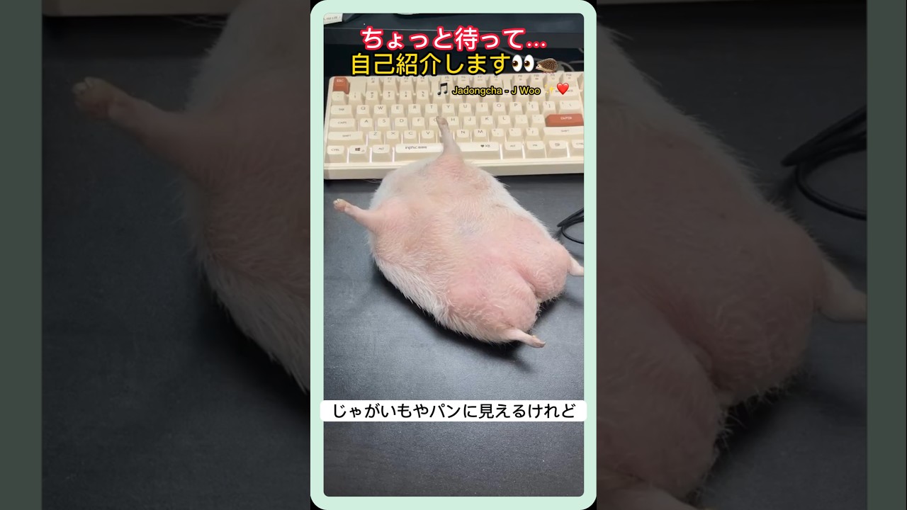 Sono Haru | じゃがいもみたいに見えるけど… 実はハリネズミのお昼寝姿 🦔💤