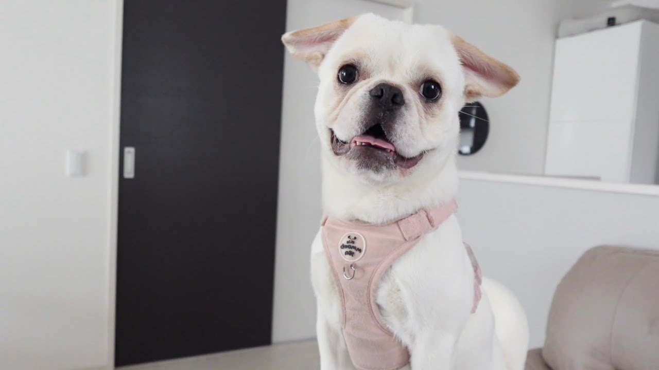 元気すぎる8ヶ月フレペキの1日を見守る