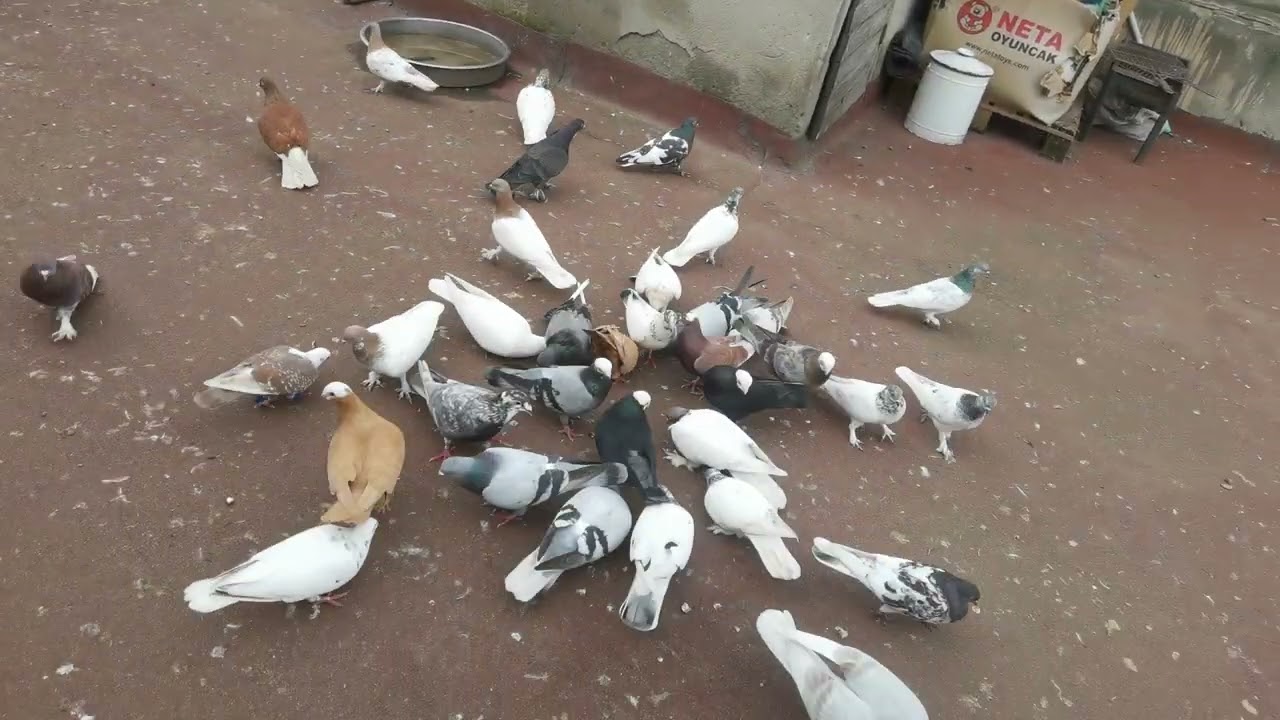 KAÇAK ARAP GELDİİ