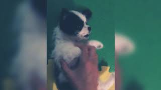 My Puppy Likes Being Tickled Lol