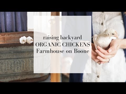 backyard-chickens-for-beginners-|-how-to-care-for-chickens-|-chick-days-at-tractor-supply