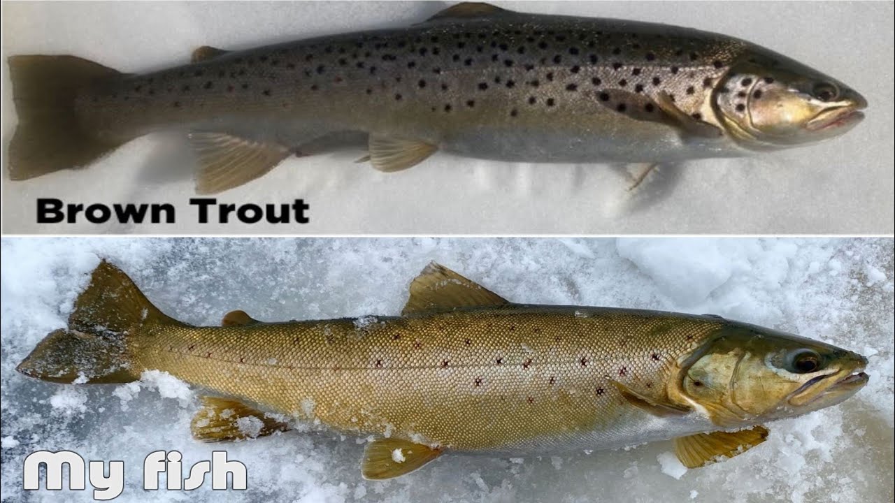 How to Identify Landlocked BROWN TROUT vs ATLANTIC SALMON. I