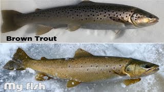 How to Identify Landlocked BROWN TROUT vs ATLANTIC SALMON.  I caught my FIRST Atlantic Salmon! Trout Vs Salmon Winner