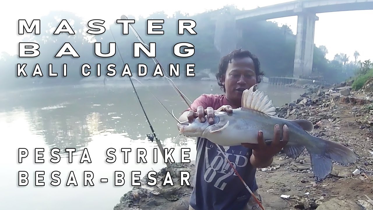 Master Baung Kali Cisadane Pesta Strike Baung Besar Besar Di Spot Andalan