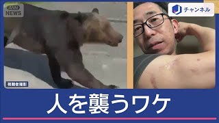 クマなぜ人を襲う？“猛暑”が原因の可能性も【スーパーJチャンネル